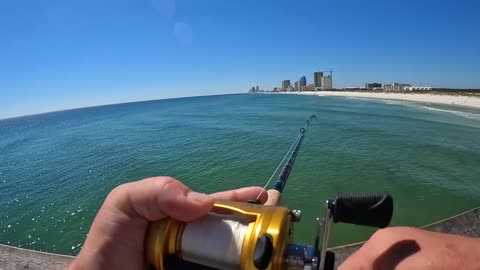 Saltwater PIER FISHING with Shrimp!