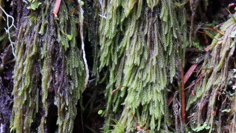 Coiled-Leaf Moss