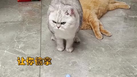 Cat playing snokar crazy cats