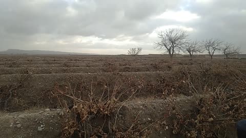 Grapes Farm in Chaman Baluchistan Pakistan