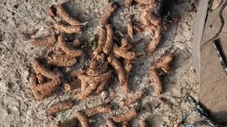 Ruffed Grouse Roosts and Scat