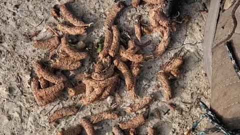 Ruffed Grouse Roosts and Scat