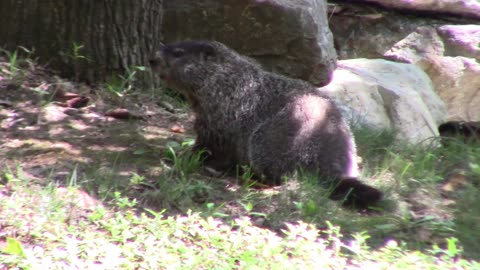 Whistle Pig AKA Ground Hog at Dogwood Canyon