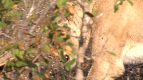 A Lioness, female Lion (Panthera leo) walking slowly in dry long grass licking her lips