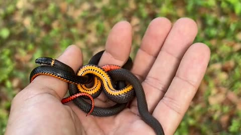 Ringneck snake cute babies 😍