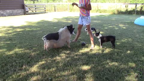 Pig does tricks with ball while dogs watch