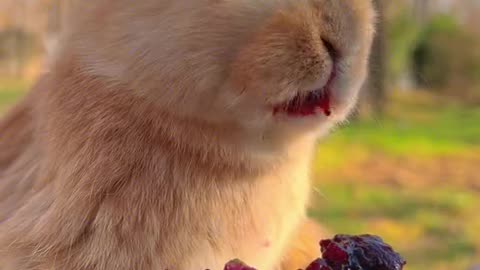 The little rabbit is eating prickly pear fruit.