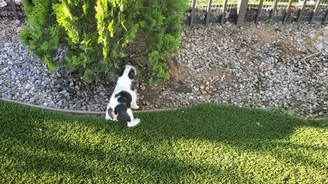 Parson Russell Terrier puppies Rusty and Fannie