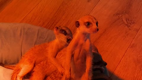 Conga Line of Cuddling Meerkats