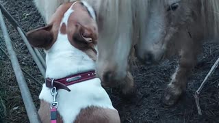 Horse attacks dog
