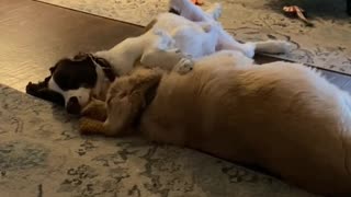 Golden Retriever And Springer Spaniel Snuggle Love! #shortsviral #dogshorts #dogs #shortsvideo