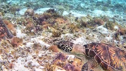 okinawan sea # miyako island turtles