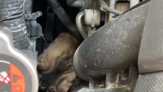 July 27, 2019 - Missing Cat Found Hiding in Car Engine