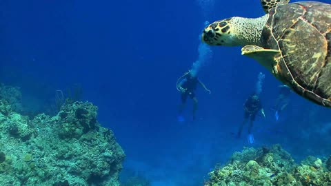 Divers Watch Big Sea Turtle Swim Away