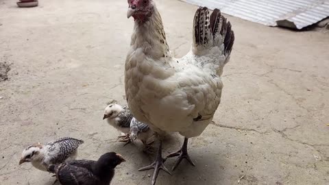 Backyard Chicken Hand Feeding Urban Life