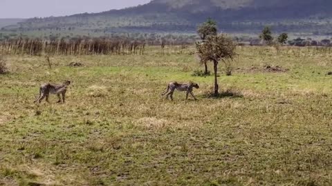 A lone jungle