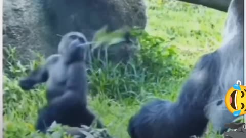 Gorilla Baby Dance 🕺 😍 ♥️ 💕