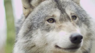 Ferocious gray wolf