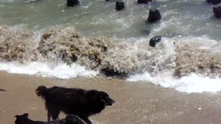 Dogs vs Sea Lions