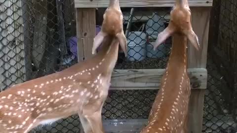 Hungry baby fawns wag tails out of happiness