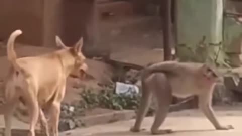 Funny monkey and dog .