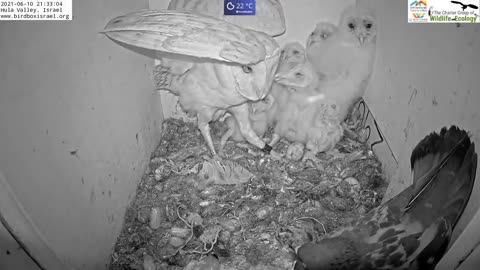 Must watch the dramatic ending.Wild pigeon lays egg in active barn owl next to 7barn owl nestlings.