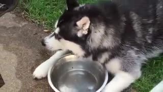 2 Huskies are filmed at their water bowls, and the female is hilarious