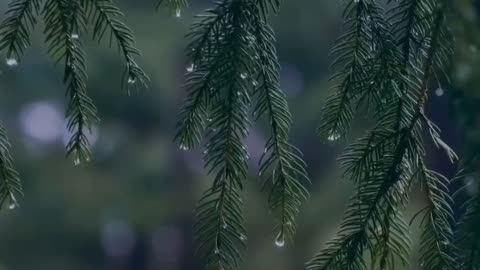 Rain rain relaxing music