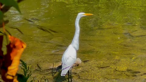 Great White Egret closeup