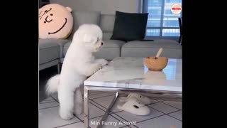 Very funny cat's and dog's compilation