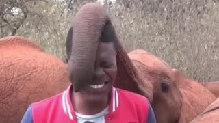 Baby elephant has tickled Kenyan journalists