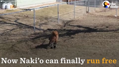 World's First Dog To Get 4 Prosthetic Legs Runs Free | The Dodo