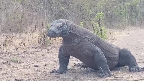 Komodo Dragon vs Goat you can't believe