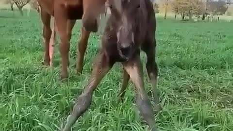 A newborn foal