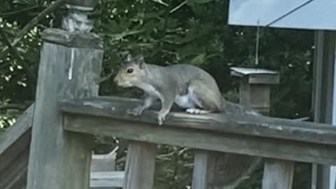 Squirrel Interloper