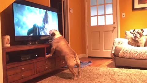 Bulldog watches 'Jurassic World: Fallen Kingdom' trailer, nearly goes through TV!