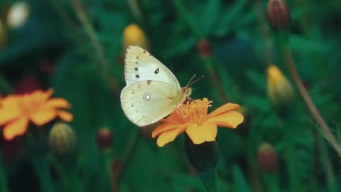 Beautiful butterfly