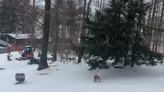 Dog Slides Down Icy Hill