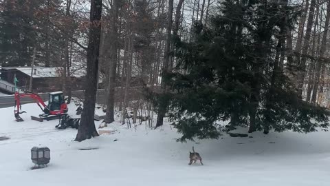 Dog Slides Down Icy Hill