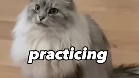 Cat wants to Show You a Trick
