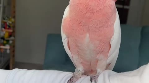 Pink Cockatoos have an amazing plumage highlighted by their outlandish and colorful crests