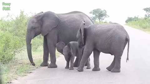 Most Funny and Cute Baby Elephant Videos Compilation