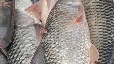 Best Mrigal Rohu Fish Video In Fish Market#shorts