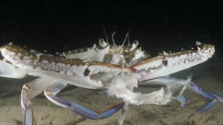 🦀 Rare Close-Up: Diver Witnesses Blue Swimmer Crab's Epic Fish Feast 🐟