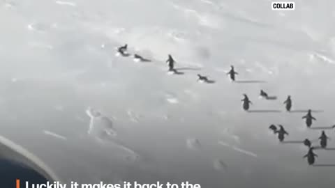 Most insane penguin 🐧 video of all time//Must watch once in life 👿