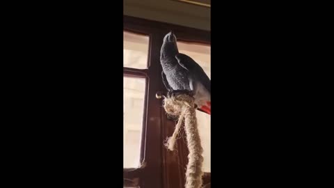 Funny and Cute Parrot Videos That Will Change Your Mood For Good - Funny Bird Videos
