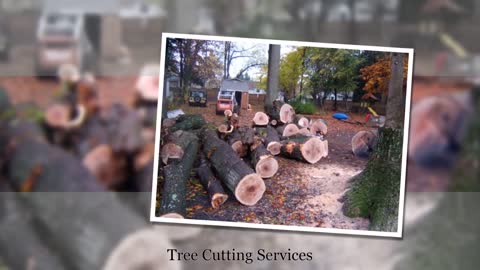 Alexandria Tree Services Unlimited | 571-371-0282