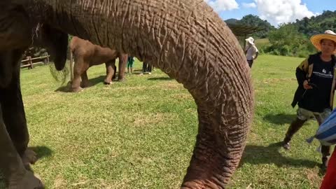 Feeding Happy the Elephant and her friends