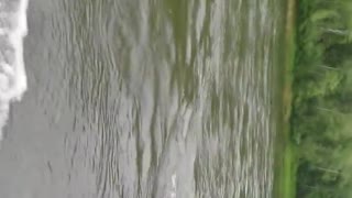 Boaters Pass A Swimming Bear