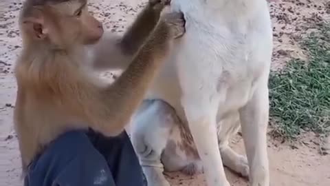 Monkey and dog friendship